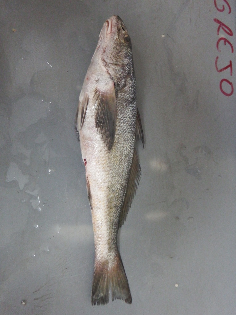 Snakehead Kingcroaker