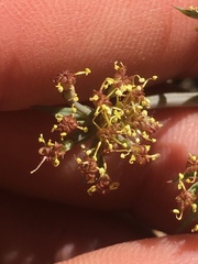 Lomatium rigidum