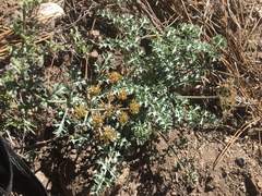 Lomatium rigidum