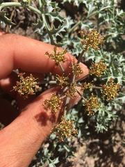 Lomatium rigidum