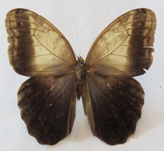 Caligo telamonius memnon