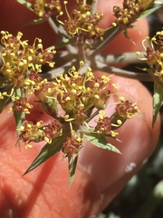 Lomatium rigidum