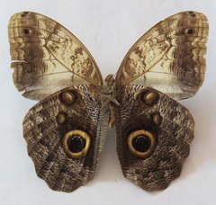 Caligo telamonius memnon