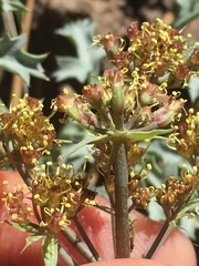 Lomatium rigidum