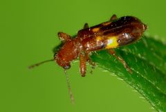 Phymatophaea guttigera