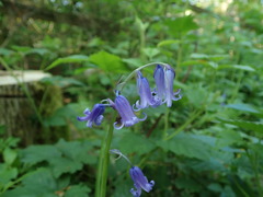 Hyacinthoides non-scripta