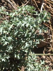 Lomatium rigidum