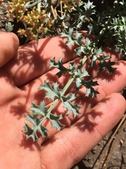 Lomatium rigidum
