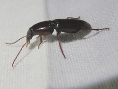 Stenomorphus
