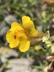 Erythranthe glaucescens