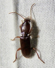 Stenomorphus