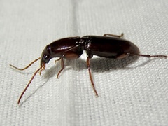Stenomorphus