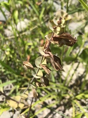 Erythranthe glaucescens