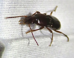 Stenomorphus