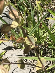 Erythranthe glaucescens