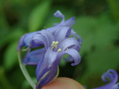 Hyacinthoides non-scripta