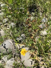 Erythranthe glaucescens