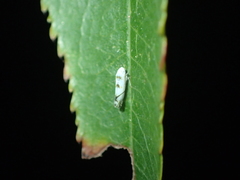 Alconeura cinctella