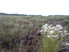 Trichophorum alpinum