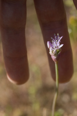Allium howellii
