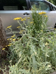 Achillea filipendulina