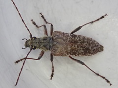 Anthophylax attenuatus