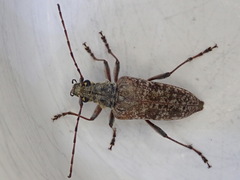 Anthophylax attenuatus