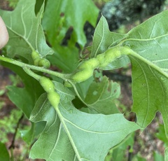 Melikaiella tumifica