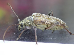 Anthophylax attenuatus