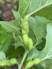 Melikaiella tumifica