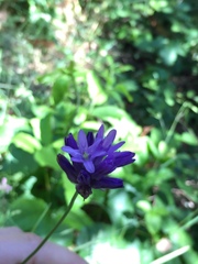 Dichelostemma