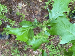 Melikaiella tumifica