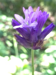 Dichelostemma