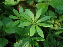 Galium odoratum