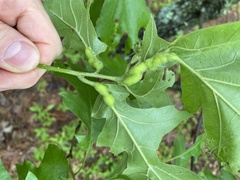 Melikaiella tumifica