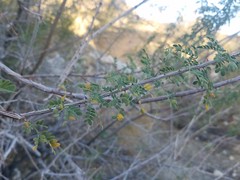 Senegalia greggii