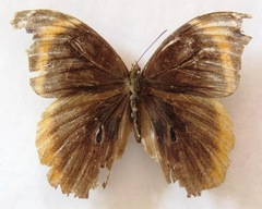 Catoblepia orgetorix