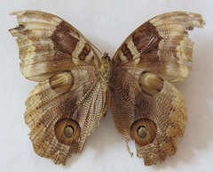 Catoblepia orgetorix