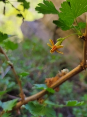 Ribes pinetorum