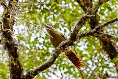Batara cinerea