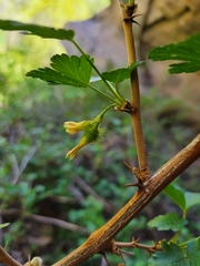 Ribes pinetorum