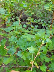 Ribes pinetorum