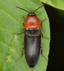 Ampedus rubricollis