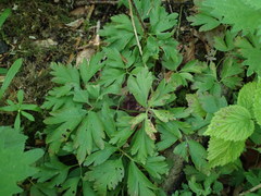 Anemonoides nemorosa