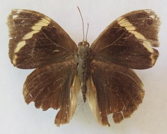 Opsiphanes tamarindi