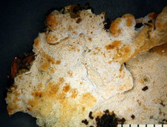 Tomentellopsis zygodesmoides