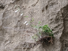 Penstemon brevisepalus