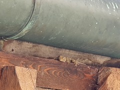 Tarentola mauritanica