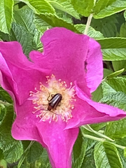 Brachysomida bivittata