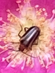 Brachysomida bivittata